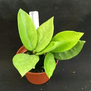Hoya Carnosa 'Snowball' Live Wax Plant – Rooted in 2.5