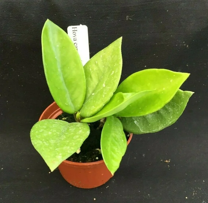 Hoya Carnosa 'Snowball' Live Wax Plant – Rooted in 2.5" Pot – Easy Care Indoor - Image 2