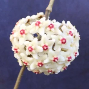 Hoya Carnosa 'Snowball' Live Wax Plant – Rooted in 2.5
