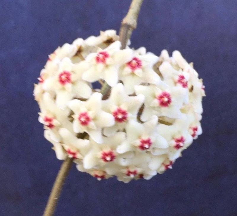 Hoya Carnosa 'Snowball' Live Wax Plant – Rooted in 2.5" Pot – Easy Care Indoor - Image 1