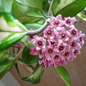 Hoya Carnosa Variegata Wax Plant - Live Houseplant - Variegated Cream & Green Leaves - Image 2