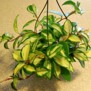 Hoya Carnosa Variegata Wax Plant - Live Houseplant - Variegated Cream & Green Leaves - Image 3