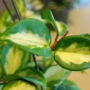 Hoya Carnosa Variegata Wax Plant - Live Houseplant - Variegated Cream & Green Leaves - Image 1