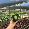 Hoya Chicken Farm Live Tropical Houseplant – 4-inch Pot – Indoor/Outdoor - Image 1