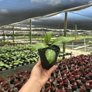 Hoya Chicken Farm Live Tropical Houseplant – 4-inch Pot – Indoor/Outdoor - Image 1