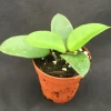 Hoya Chuoke Hybrid Live Plant – Rare Rooted Plant in 2-inch Pot – Indoor - Image 1