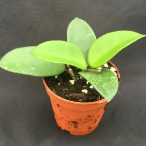 Hoya Chuoke Hybrid Live Plant – Rare Rooted Plant in 2-inch Pot – Indoor - Image 1
