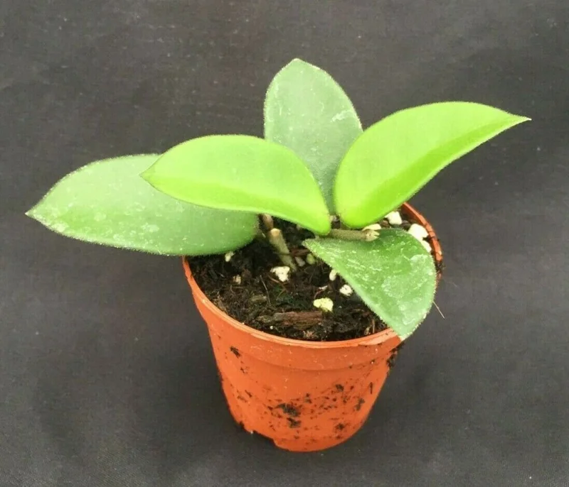 Hoya Chuoke Hybrid Live Plant – Rare Rooted Plant in 2-inch Pot – Indoor - Image 1
