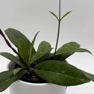 Hoya Crassipetiolata Live Plant - 4 inch Pot - Pet Safe Indoor Houseplant - Image 2