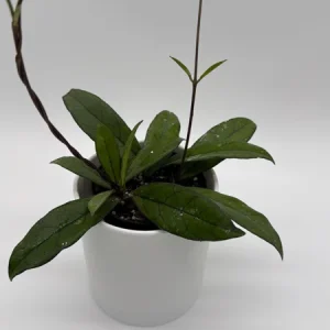 Hoya Crassipetiolata Live Plant - 4 inch Pot - Pet Safe Indoor Houseplant - Image 3