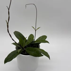 Hoya Crassipetiolata Live Plant - 4 inch Pot - Pet Safe Indoor Houseplant - Image 4