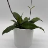 Hoya Crassipetiolata Live Plant - 4 inch Pot - Pet Safe Indoor Houseplant - Image 1