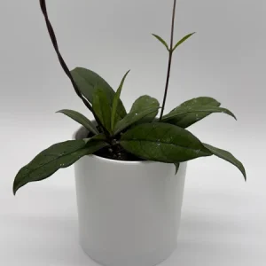 Hoya Crassipetiolata Live Plant - 4 inch Pot - Pet Safe Indoor Houseplant - Image 1