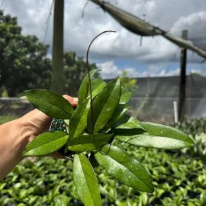 Hoya Crassipetiolata Live Plant – Rare Wax Vine – 4 inch Pot – Indoor & Outdoor - Image 2