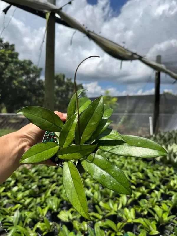Hoya Crassipetiolata Live Plant – Rare Wax Vine – 4 inch Pot – Indoor & Outdoor - Image 2