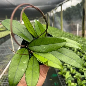 Hoya Crassipetiolata Live Plant – Rare Wax Vine – 4 inch Pot – Indoor & Outdoor - Image 3