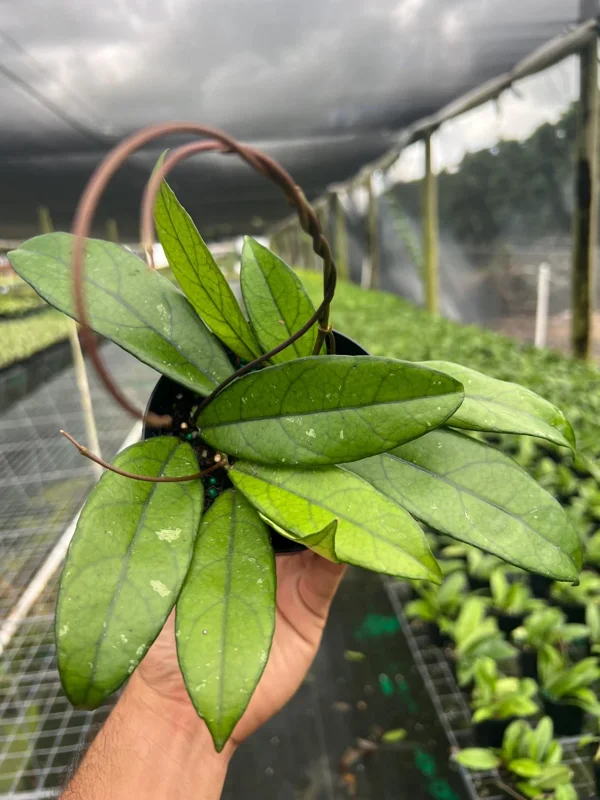 Hoya Crassipetiolata Live Plant – Rare Wax Vine – 4 inch Pot – Indoor & Outdoor - Image 3