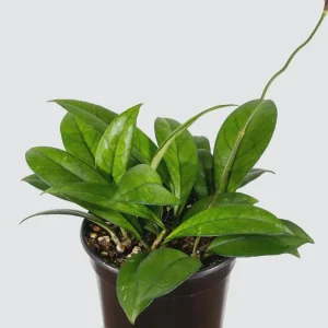 Hoya Crassipetiolata Live Plant – Rare Wax Vine – 4 inch Pot – Indoor & Outdoor - Image 4