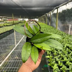 Hoya Crassipetiolata Live Plant – Rare Wax Vine – 4 inch Pot – Indoor & Outdoor - Image 1
