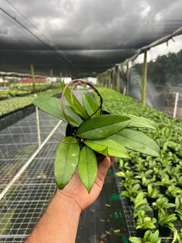 Hoya Crassipetiolata Live Plant – Rare Wax Vine – 4 inch Pot – Indoor & Outdoor - Image 1