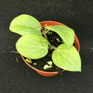 Hoya Fitchii Live Plant - Two Rooted Cuttings in 2 inch Pot - Rare Houseplant - Image 2