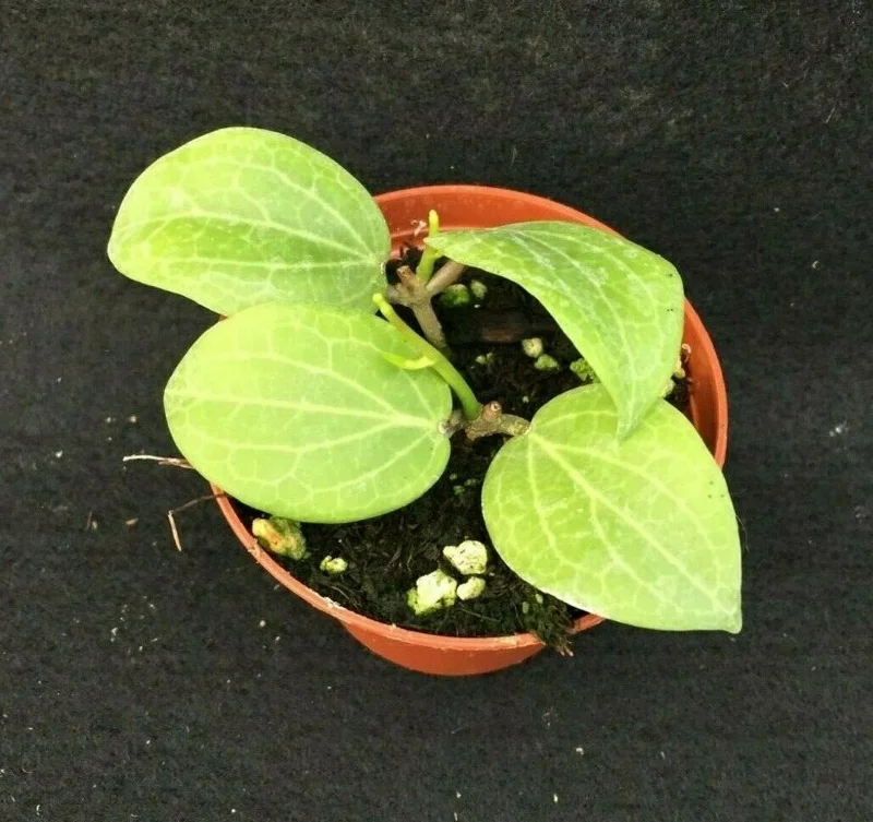 Hoya Fitchii Live Plant - Two Rooted Cuttings in 2 inch Pot - Rare Houseplant - Image 2