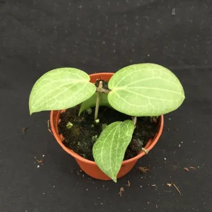 Hoya Fitchii Live Plant - Two Rooted Cuttings in 2 inch Pot - Rare Houseplant - Image 3