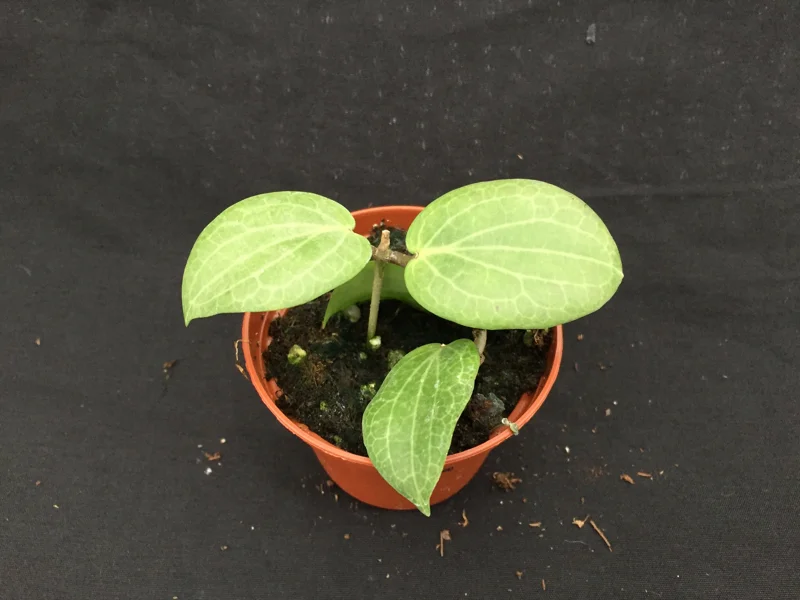 Hoya Fitchii Live Plant - Two Rooted Cuttings in 2 inch Pot - Rare Houseplant - Image 3