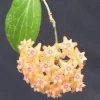 Hoya Fitchii Live Plant - Two Rooted Cuttings in 2 inch Pot - Rare Houseplant - Image 1