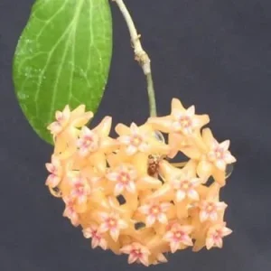 Hoya Fitchii Live Plant - Two Rooted Cuttings in 2 inch Pot - Rare Houseplant - Image 1