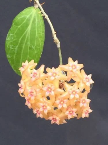 Hoya Fitchii Live Plant - Two Rooted Cuttings in 2 inch Pot - Rare Houseplant - Image 1