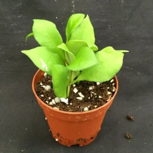 Hoya Heuschkeliana Live Plant – Rare Houseplant – Two Rooted Plants in 2