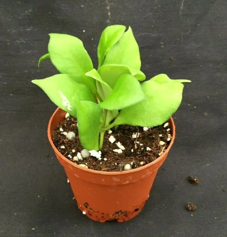 Hoya Heuschkeliana Live Plant – Rare Houseplant – Two Rooted Plants in 2" Pot - Image 2