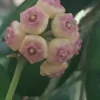 Hoya Heuschkeliana Live Plant – Rare Houseplant – Two Rooted Plants in 2" Pot - Image 1
