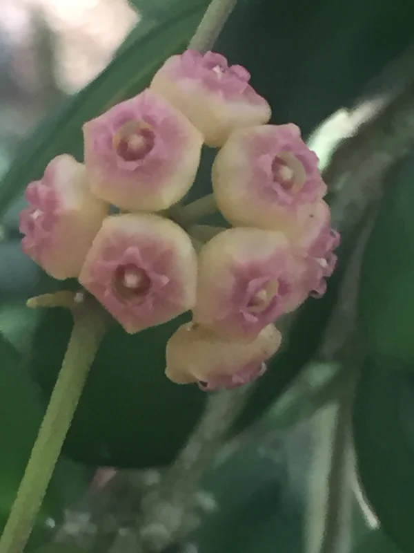 Hoya Heuschkeliana Live Plant – Rare Houseplant – Two Rooted Plants in 2" Pot - Image 1