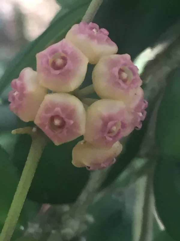 Hoya Heuschkeliana Live Plant – Rare Hoya – Two Rooted Plants in 2" Pot – Indoor - Image 1