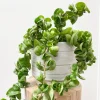 Hoya Hindu Rope Live Plant - Potted Houseplant, 3-5 Inches Tall, 3 Inch Pot - Image 1