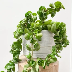 Hoya Hindu Rope Live Plant - Potted Houseplant, 3-5 Inches Tall, 3 Inch Pot - Image 1