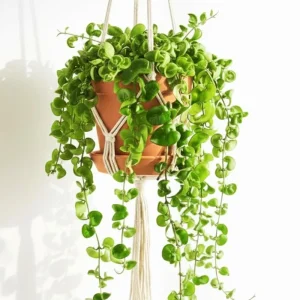 Hoya Hindu Rope Live Plant - Potted Houseplant, 3-5 Inches Tall, 3 Inch Pot - Image 2