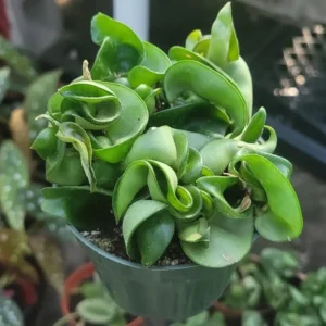 Hoya Hindu Rope Live Plant - Potted Houseplant, 3-5 Inches Tall, 3 Inch Pot - Image 3