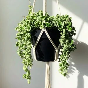 Hoya Hindu Rope Live Plant - Potted Houseplant, 3-5 Inches Tall, 3 Inch Pot - Image 4