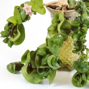 Hoya Hindu Rope Live Plant - Potted Houseplant, 3-5 Inches Tall, 3 Inch Pot - Image 5