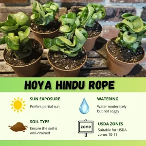 Hoya Hindu Rope Live Plant - Potted Houseplant, 3-5 Inches Tall, 3 Inch Pot - Image 6
