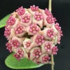 Hoya Hot Lips Hybrid Live Plant - Rooted in 3" Pot, Indoor Vining Plant - Image 1