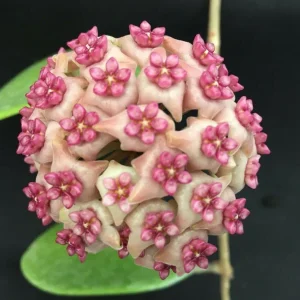 Hoya Hot Lips Hybrid Live Plant - Rooted in 3
