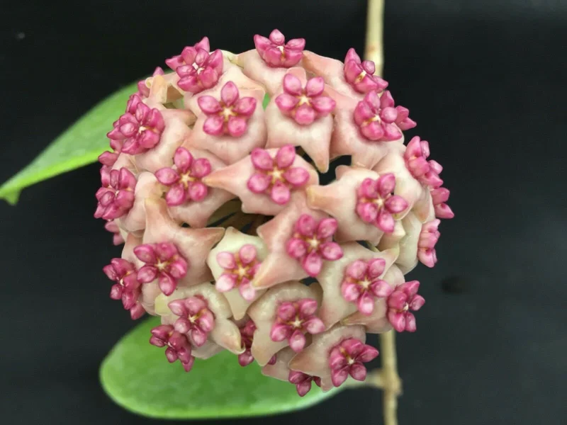 Hoya Hot Lips Hybrid Live Plant - Rooted in 3" Pot, Indoor Vining Plant - Image 1