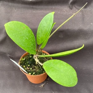 Hoya Hot Lips Hybrid Live Plant - Rooted in 3