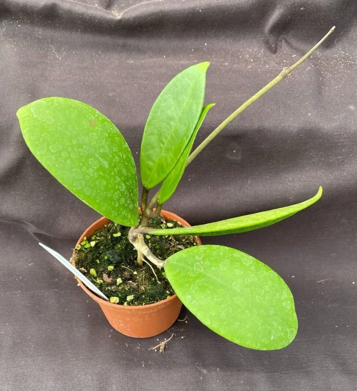 Hoya Hot Lips Hybrid Live Plant - Rooted in 3" Pot, Indoor Vining Plant - Image 2