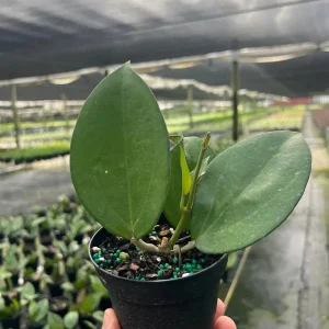 Hoya Icensis Wax Vine Plant - Live Tropical Indoor & Outdoor Plant in 4" Pot - Image 2