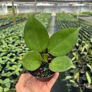 Hoya Icensis Wax Vine Plant - Live Tropical Indoor & Outdoor Plant in 4